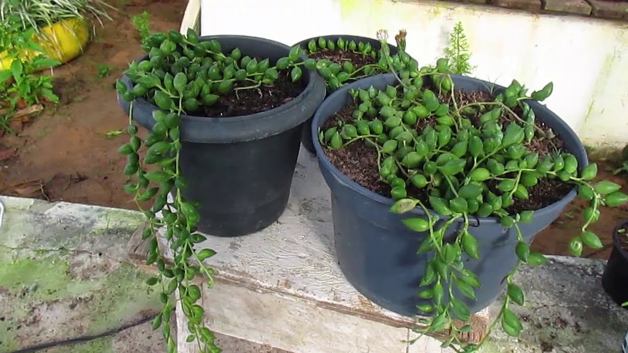 Colar de pérolas (Senecio rowleyanus)