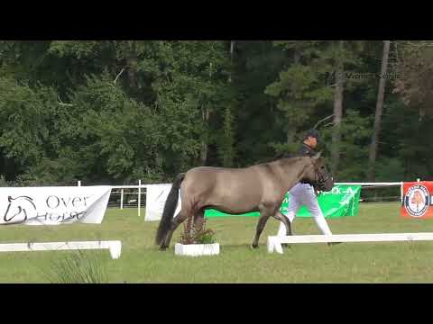 klacz NIEZWYKŁA ur. 2019 rasa konik polski o. MAPIK m. NANULA po NATRYT