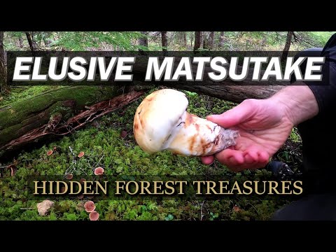 Fresh Pine Mushroom Buttons Popping Overnight! (2022 Pines Episode 5)