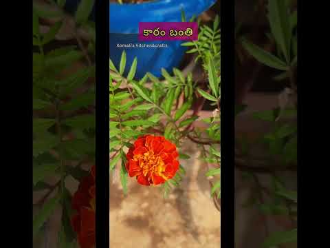 Karam Banti|French Marigold