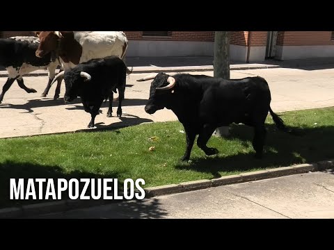 Matapozuelos 2024 Encierro con Toros Bravos