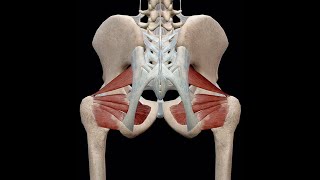 Các cơ xoay khớp Háng ngắn