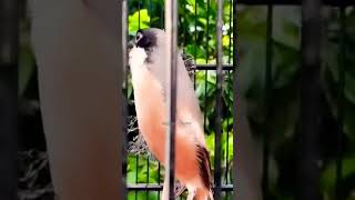 Download lagu Cendet nembak bajing kekes / tupai kekes #kicaumania #cendetmania #birds #shorts mp3 Download lagu Cendet nembak bajing kekes / tupai kekes #kicaumania #cendetmania #birds #shorts mp3