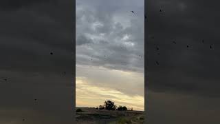 Download lagu Look At All Those Crows #crows #listenwell #countingcrows mp3 Download lagu Look At All Those Crows #crows #listenwell #countingcrows mp3