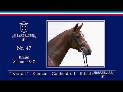 Holsteiner Körlot 2018 | Nr. 47 - KEATON v. Kannan - Contendro I