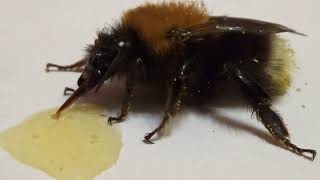 Шмель моховой bombus muscorum fabricius 1775