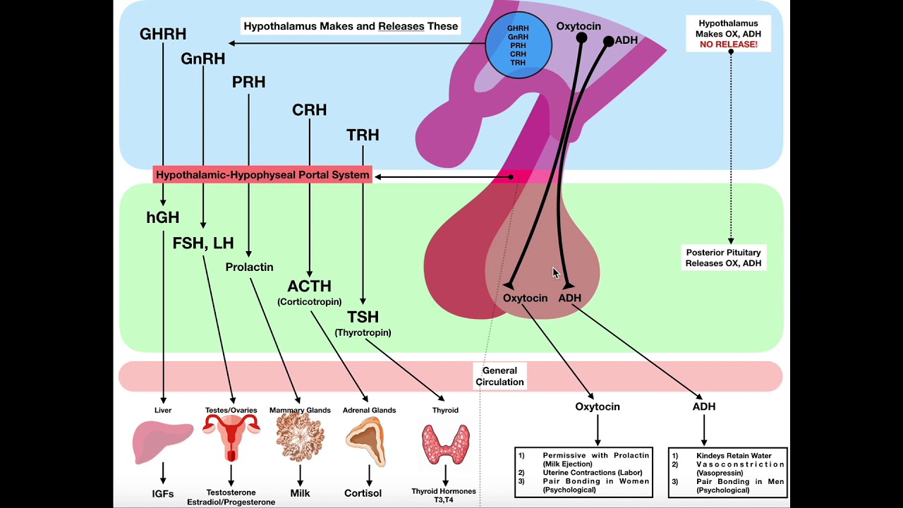 Overview of the Posterior Pituitary Neurohypophysis - YouTube