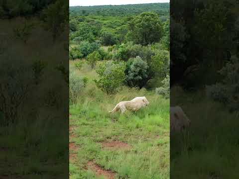 LIONS Go Running! #cat #wildlife #fun