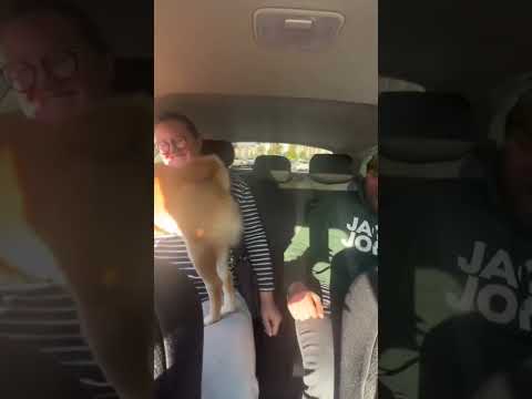 Kung fu fighting dog!