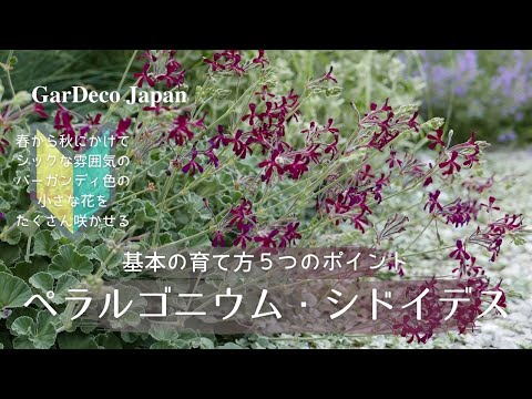ペラルゴニウムの剪定時期 冬の前後に適切な開花剪定を保証する