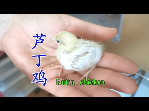 , title : '世界上最小的芦丁鸡成长记 看看14天里每天的变化 放松又减压 Rutin chicken'