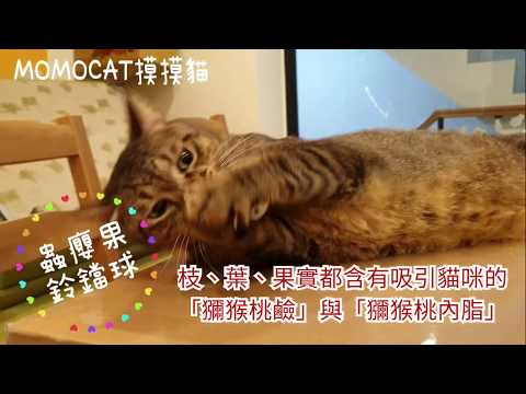 現貨 蟲癭果鈴噹球3入 木天蓼果實蟲嬰果蟲影果叮噹球貓咪玩具玲瓏球貓的萬應藥雙色貓咪鈴噹球 Momocat摸摸貓 E75 露天拍賣 現貨 蟲癭果鈴噹球3入 木天蓼果實蟲嬰果蟲影果叮噹球貓咪玩具玲瓏球貓的萬應藥雙色貓咪鈴噹球 Momocat摸摸貓 E75 露天拍賣