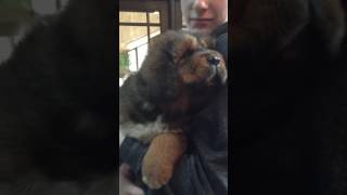 Video preview image #4 Tibetan Mastiff Puppy For Sale in SHEFFIELD LAKE, OH, USA