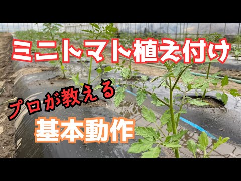  2023年にトマトをいつどのように播種するか？初心者の庭師のための完全なガイド  庭園