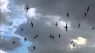 Le rondini - Lucio Dalla