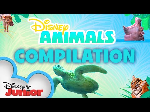Learn About Animals!🐯  | Season 1 Compilation | Disney Animals | @disneyjr