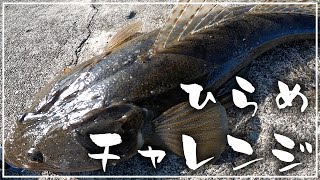 【料理】マゴチが釣れたので食べます【釣り】