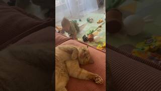 He Sensed The Approaching Danger 😂