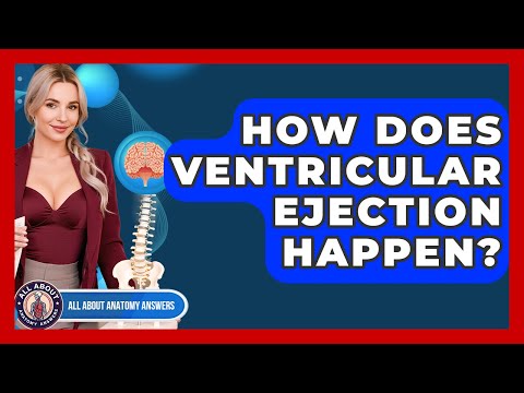 How Does Ventricular Ejection Happen? - All About Anatomy Answers
