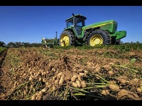 download lagu mp3 mp4 Where Are Peanuts Grown In The Us, download lagu Where Are Peanuts Grown In The Us gratis, unduh video klip Where Are Peanuts Grown In The Us
