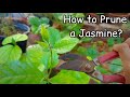 How To Prune A Jasmine When Why Benefits Of Pruning Pure Greeny