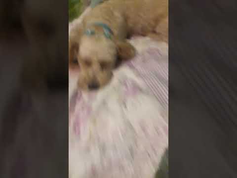 mis peris y giti🐱🐶🐶