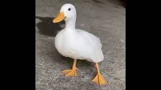 大空スバルがただ叫びながら走る動画【ホロライブ】【大空スバル】