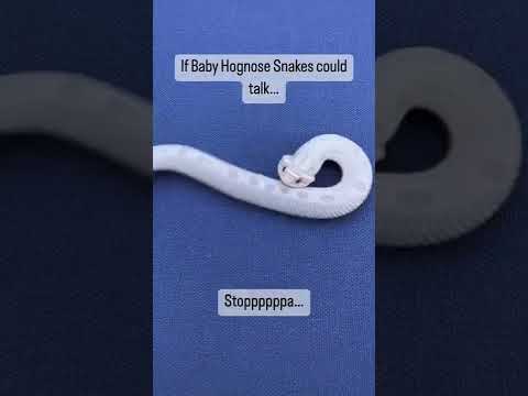 Baby Hognose are cute 🥰 #shorts #hognose #snakes #cute #funny #reptiles #shorts #babyanimals