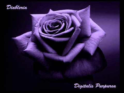Diableria - Digitalis Purpurea