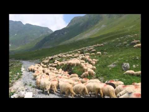 COLAJ ANCA MARIA MARGINEAN_-_ POZE CU TRANSALPINA  ©
