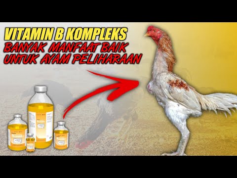 , title : 'Banyak manfaat !!!! Cara pemberian vitamin b kompleks untuk ayam'