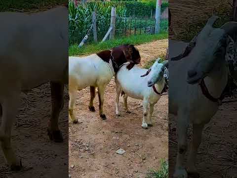 The backup boys are starting to go into battle 336