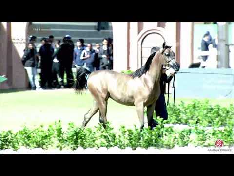N.39 D SIREEN - 2020 PSAIAHF Al Khalediah Show - Yearling Fillies (Class 1C)