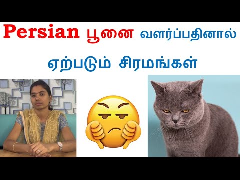 Persian Cats வளர்ப்பதினால் ஏற்படும் சிரமங்கள் | Disadvantages | Tamil | Mano's Cattery