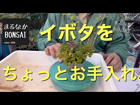 園芸 イボタノキ