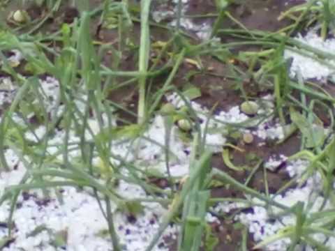 Smardioasa, 25.05.2013