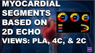 Myocardial Segments Based on 2D Echo Views PLA 4C and 2C