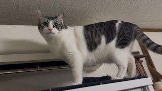 クーラーを念入りに探索する新入り猫が可愛い【猫動画】
