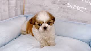 シーズーの動画01