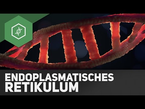 Endoplasmatisches Retikulum