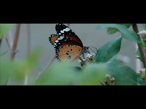 प्लेन टाइगर तितली: चमकीले नारंगी पंखों के साथ प्रकृति के संतुलन की खूबसूरत प्रहरी