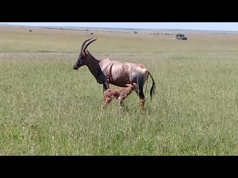 Giving birth in the wild