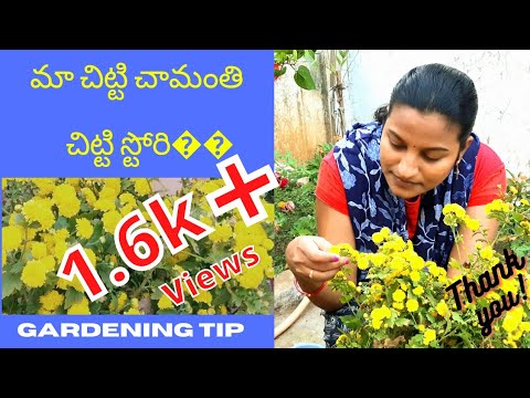 ma inti chitti chamanthi#PRUNING TIP#GARDENING#RADHAMMA KABURLU