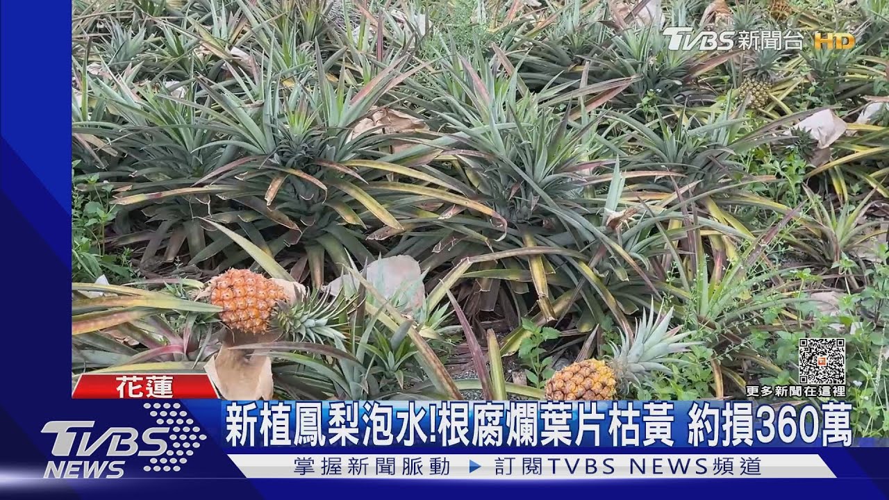 新植鳳梨泡水!根腐爛葉片枯黃 約損360萬