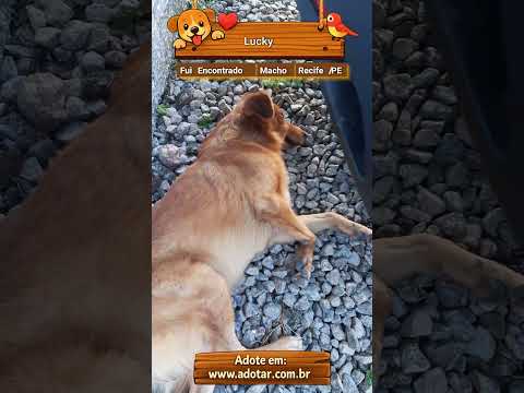 Vídeo de Lucky