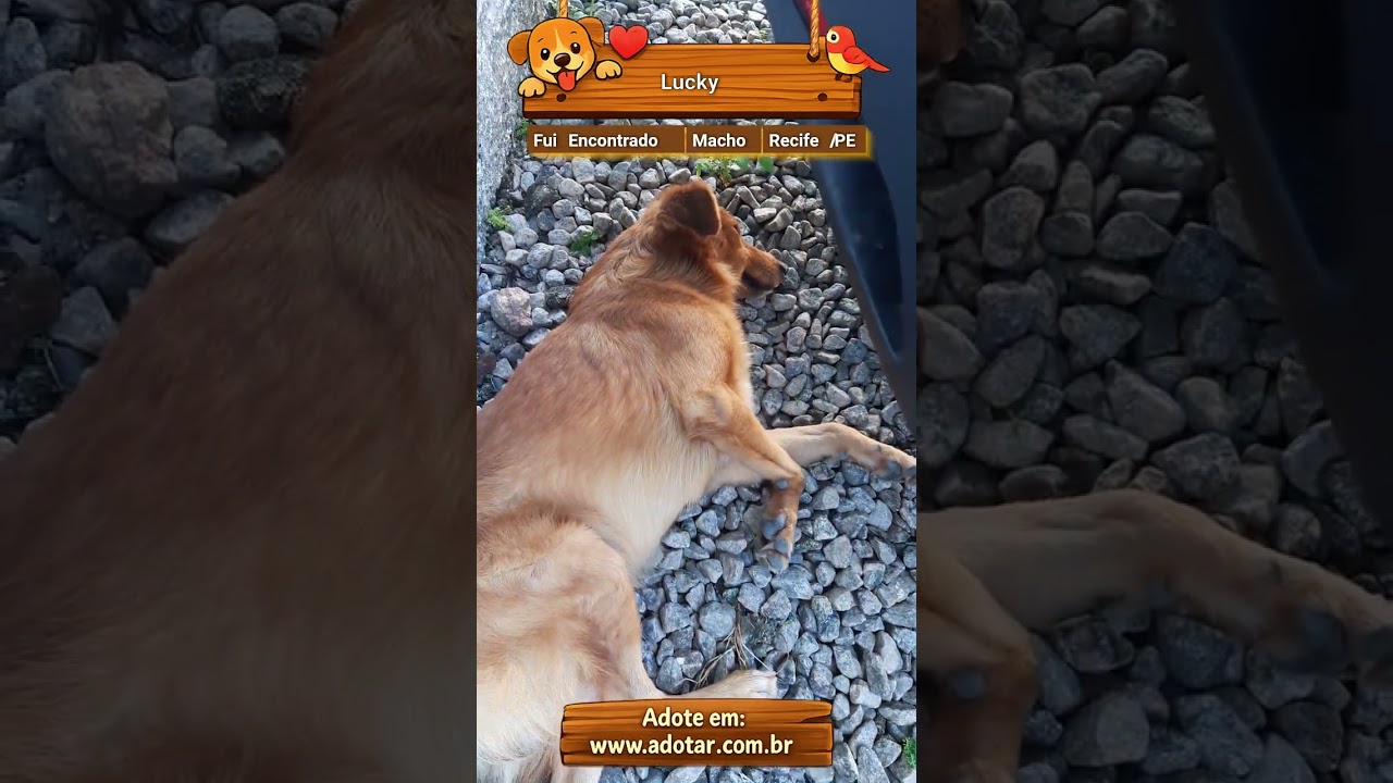 Cachorro raça SRD-ViraLata idade 1 ano nome Lucky