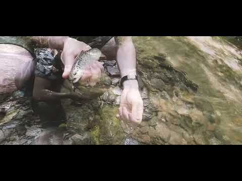 SHORT MOVIE: PASTRAV PE RAU IN BANATUL MONTAN