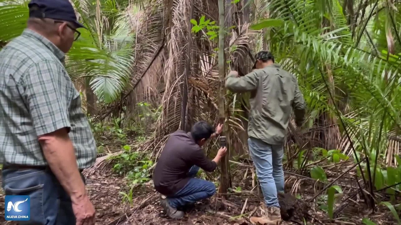 Proyecto K'u' Áayin une ciencia y comunidad para fortalecer conservación del jaguar en México