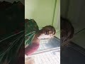 Anbaale Thediya En Arivu Selvam Thangam Film Deiva Piravi Santhi Ravi