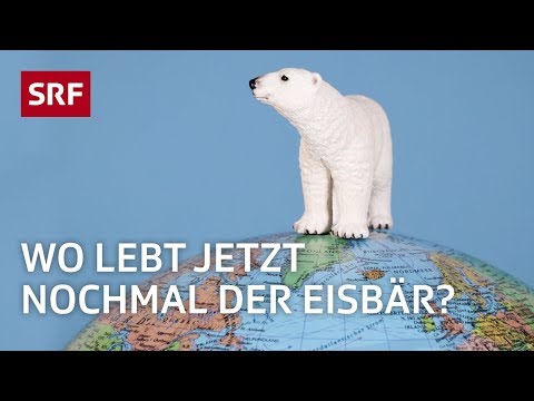 Arktis und Antarktis – nie mehr verwechseln | Erklärvideo | SRF